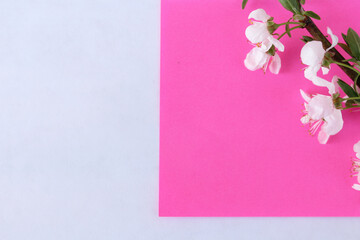 Cherry blossom branch on pink and white background 