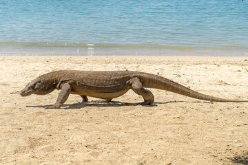 huge komodo dragon lizard