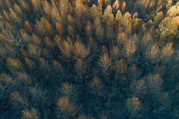 aerial view of a burned pine forest at sunset