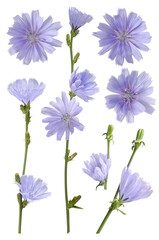 Chicory blue flower on stem isolated on white background