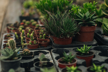 Succulent plants and cactuses adding green to a greenhouse.