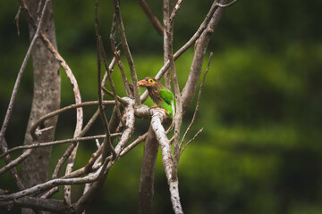 bird on a branch