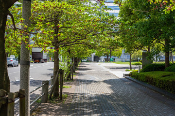 街路樹