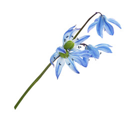Fototapeta na wymiar Blue scilla flower isolated on white or transparent background