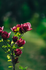 Naklejka na ściany i meble pink magnolia black tulip blooming in the garden. bright large fragrant flowers