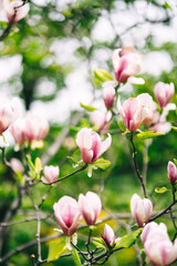 Obraz na płótnie Canvas Magnolia Soulange'a Red Lucky beautiful pink magnolia blooms in the garden. selective focus. desktop wallpaper