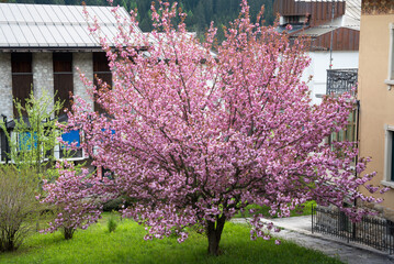 uno splendido ciliegio dai fiori di colore rosa intenso, splendidi fiori rosa di ciliegio, la primavera e la fioritura dei ciliegi
