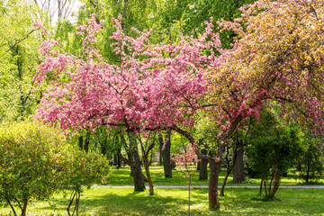 A park in Kyiv, the month of May.