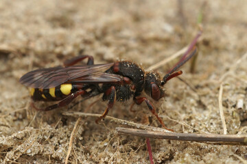 Detailed closeup on a red-eyed female Early nomad cuckoo bee, Nomada leucopthalma on the ground