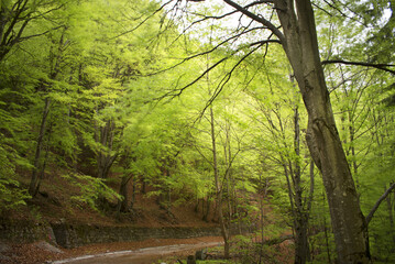 lunga esposizione ad uno splendido bosco di faggi nelle dolomiti, una strada abbandonata coperta di foglie secche ed una splendida foresta ai lati