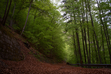 lunga esposizione ad uno splendido bosco di faggi nelle dolomiti, una strada abbandonata coperta di foglie secche ed una splendida foresta ai lati