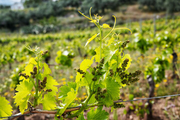 Young sprouts with bunches of Cannonau grapes. Close-up of the buds and bunches of grapes in the branches of a vineyard in Sardinia, Italy. Traditional agriculture. 
