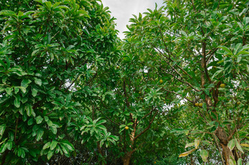green trees in the garden