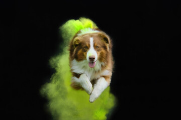 Aussie red tricolor portrait in motion. Front view. Brown Australian Shepherd with green and yellow holi colors jumps on black background. Plumes of colored smoke and beautiful dog.