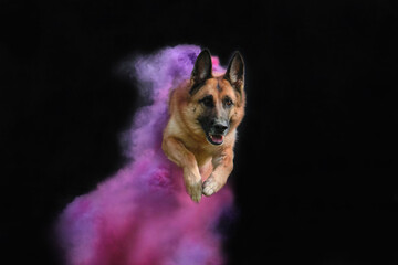 German shepherd in pink and purple holi colors jumps on black background. Portrait of dog in...