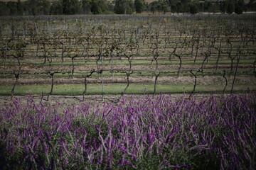 lavender field and vineyard landscape