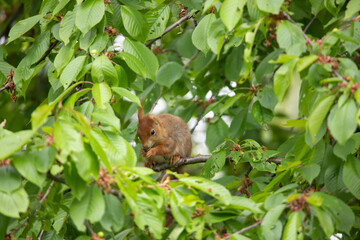 Naklejka na ściany i meble A red squirrel eating a nut on a branch