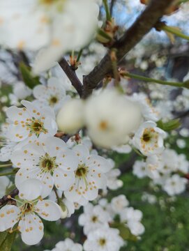 apple tree blossom