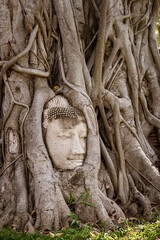 Buddha head in strangler fig roots at Wat Mahathat, Ayutthaya