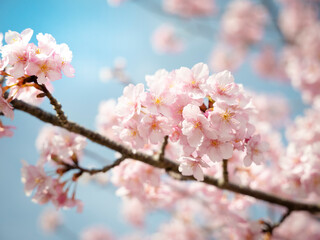 Obraz premium 河津桜2023 002