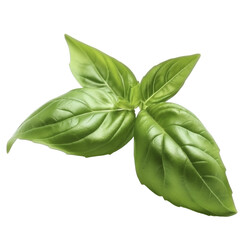 Fresh basil leaves on transparent background, created with generative AI