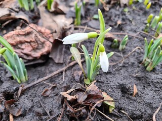 the wild snowdrops in the garden