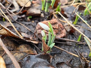 the wild snowdrops in the garden