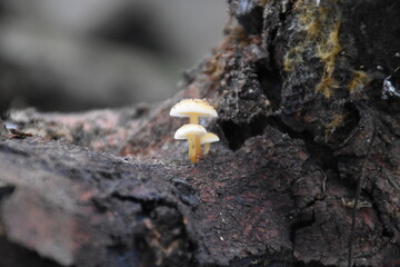 the mushrooms on the stump