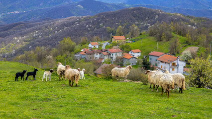 A flock of sheep on the background of an inland town in the province of Genoa, Italy