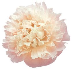 Pink-yellow  peony flower on isolated background with clipping path. Closeup. For design. ...