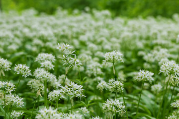 Medicinal plant Bear's garlic - Allium ursinum. Garlic has green leaves and white flowers.