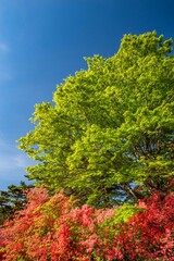 ツツジと新緑と青空（日光霧降高原）