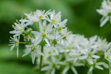Medicinal plant Bear's garlic - Allium ursinum. Garlic has green leaves and white flowers.
