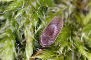 False click beetle indoors (Trixagus sp), Throscidae. A tiny beetle that develops in decaying wood overgrown with mycelium frass.