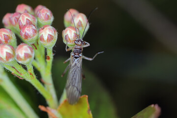 Adult of Perla sp. (Perlidae, Plecoptera). Insect commonly known as stoneflie.