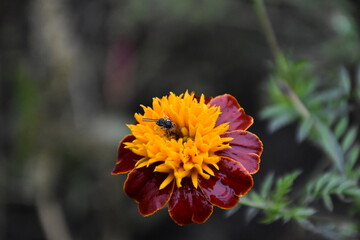orange marigold flower in the garden