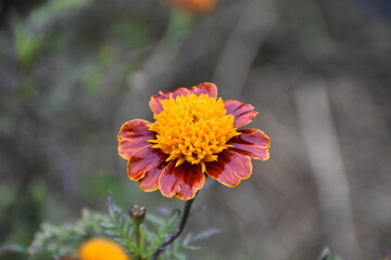 orange marigold flower in the garden