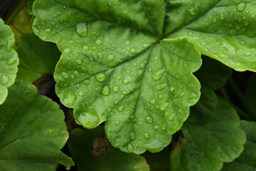 The green pelargonium leaves with water drops 