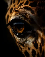 Gordijnen Close-up of a majestic giraffe © TimeaPeter