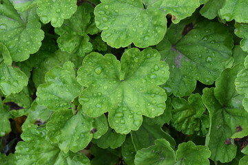 The green pelargonium leaves with water drops 