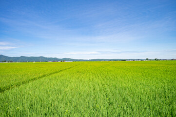 新緑の田んぼと青空
