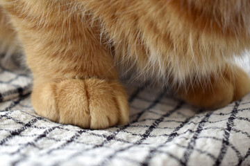 Ginger cat sitting on a cloth or fabric.  Selective focus at the left paw.  Cat paw closeup. 