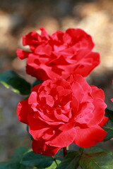 From all the flowers, I like the most those that bloom in spring