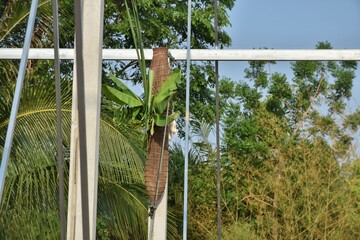 The ritual of raising the pillars of the house before the start of construction, Local traditions of people in the Northeast of Thailand.