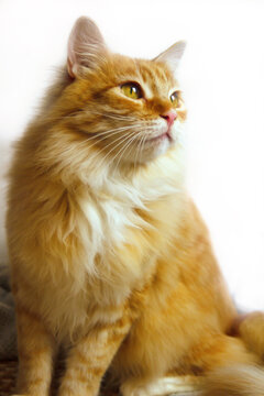 a red fluffy cat of a half-breed Maine Coon and Siberian breed on a white background. High quality photo