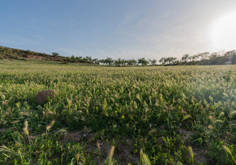 Fototapeta na wymiar Grass meadow in the south of Granada (Spain)