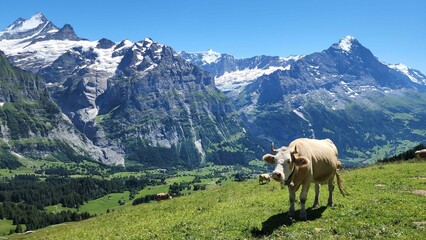 Fototapeta na wymiar Cow on top of mountain with Alps as background in Switzerland