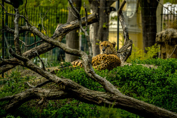 Fototapeta na wymiar leopard in tree, Schönbrunn Zoo