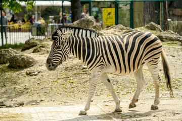 Fototapeta na wymiar zebra in the zoo, Schönbrunn Zoo