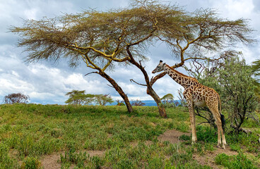 Giraffe walks in the savannah among African plants. Wildlife of Kenya, safari. Landscape with green grass and cloudy sky.